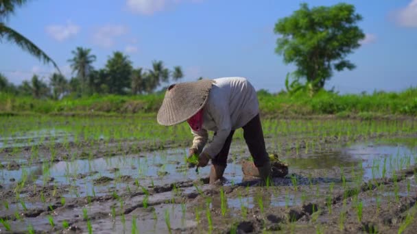 İki tanımsız kadın palmiye ağaçları ile çevrili büyük bir alana pirinç fidesi dikim. pirinç yetiştiriciliği kavramı. Asya'ya seyahat konsepti — Stok video