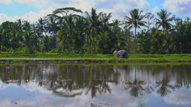 Duas mulheres indefinidas plantando mudas de arroz em um grande campo cercado por palmeiras. conceito de cultivo de arroz. Viagem para a Ásia conceito — Vídeo de Stock