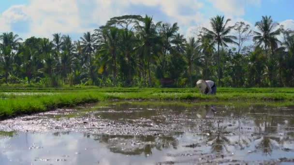 Steadicam tiro de duas mulheres indefinidas plantando mudas de arroz em um grande campo cercado por palmeiras. conceito de cultivo de arroz. Viagem para a Ásia conceito — Vídeo de Stock