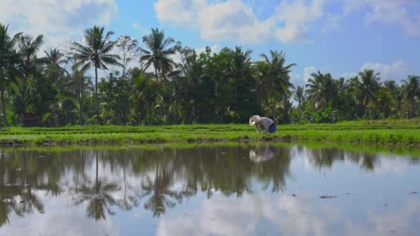 Dos mujeres indefinidas plantando plántulas de arroz en un gran campo rodeado de palmeras. concepto de cultivo de arroz. Viajes a Asia concepto — Vídeos de Stock