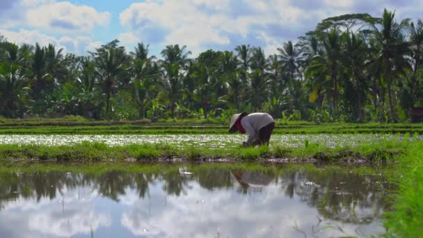 Duas mulheres indefinidas plantando mudas de arroz em um grande campo cercado por palmeiras. conceito de cultivo de arroz. Viagem para a Ásia conceito — Vídeo de Stock