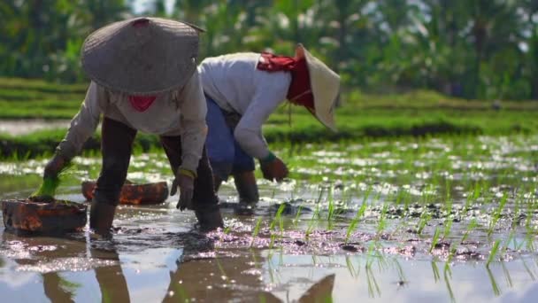 Αργή βολή δύο απροσδιόριστη γυναίκες φύτευση σπορόφυτα ρυζιού σε ένα μεγάλο χωράφι που περιβάλλεται από φοίνικες. καλλιέργειας ρυζιού. Ταξίδι στην Ασία — Αρχείο Βίντεο