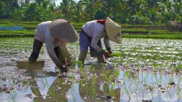 Tiro em câmara lenta de duas mulheres indefinidas plantando mudas de arroz em um grande campo rodeado de palmeiras. conceito de cultivo de arroz. Viagem para a Ásia conceito — Vídeo de Stock