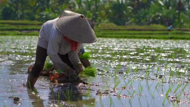 Plan au ralenti de deux femmes indéfinies plantant des semis de riz sur un grand champ entouré de palmiers. concept de culture du riz. Concept Voyage en Asie — Video