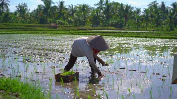 Toma en cámara lenta de dos mujeres indefinidas plantando plántulas de arroz en un gran campo rodeado de palmeras. concepto de cultivo de arroz. Viajes a Asia concepto — Vídeo de stock