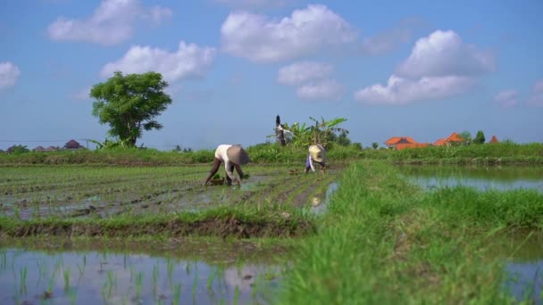 Cámara lenta steadicam disparo de dos mujeres indefinidas plantando plántulas de arroz en un gran campo rodeado de palmeras. concepto de cultivo de arroz. Viajes a Asia concepto — Vídeos de Stock