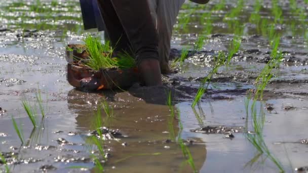 Rallentatore di due donne indefinite che piantano piantine di riso su un grande campo circondato da palme. concetto di coltivazione del riso. Viaggio in Asia concetto — Video Stock