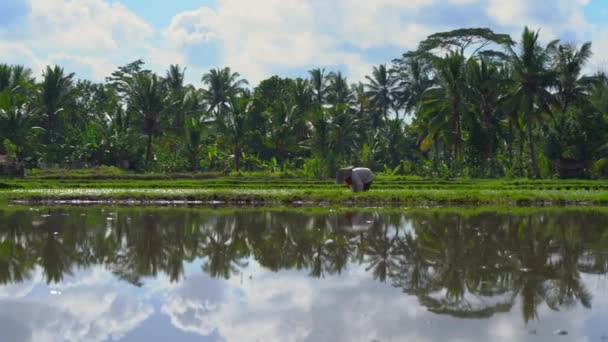 Steadicam disparó a dos mujeres indefinidas plantando plántulas de arroz en un gran campo rodeado de palmeras. concepto de cultivo de arroz. Viajes a Asia concepto — Vídeo de stock