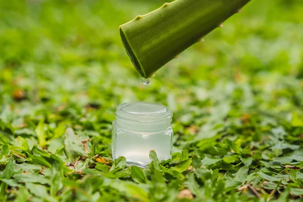 Transparent essence from aloe vera plant drips from leaves — Stock Photo, Image