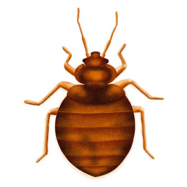 Ortak Tahtakurusu Cimex lectularius. Yatak böceği, çizilmiş illüstrasyon, beyaz izole