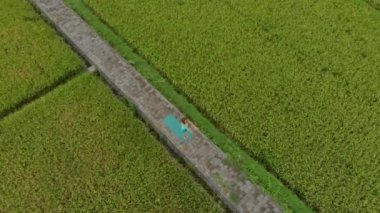 Güzel bir pirinç tarlasında yoga yapan genç bir kadının Havadan Slowmotion çekimi