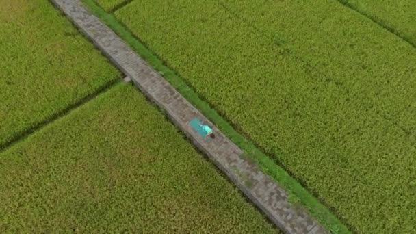 Foto en cámara lenta aérea de una joven practicando yoga en un hermoso campo de arroz — Vídeo de stock