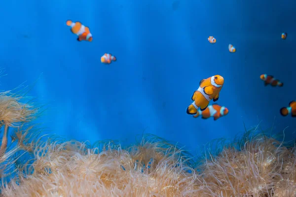 Clown vis en anemonen op een blauwe achtergrond — Stockfoto