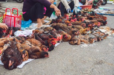 Tavuk Vietnamca piyasada satılan. Asya gıda kavramı