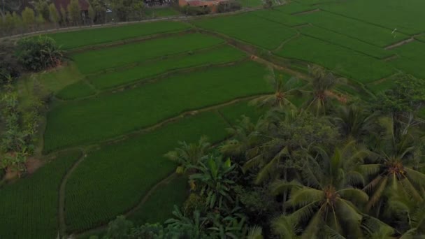 Letecký záběr horkovzdušného balónu, který letí nad velkým zeleným rýžovým polem. Cestovat na Bali. — Stock video
