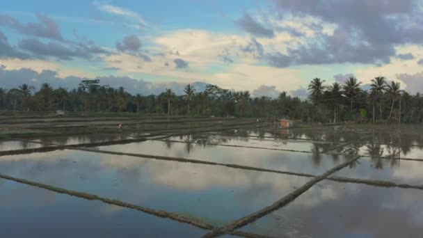 Prachtige luchtfoto van de rijstvelden rondom het dorp Ubud die voor het planten van rijst gevuld zijn met water. Luchtfoto van de vulkaan Agung. Speedplatformeffect — Stockvideo