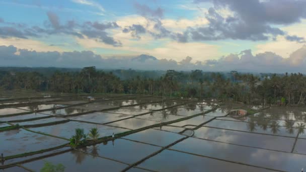 Vacker antenn skott av risfälten kring Ubud byn som är fyllda med vatten före risplantering. Flygfoto över Agung vulkanen — Stockvideo
