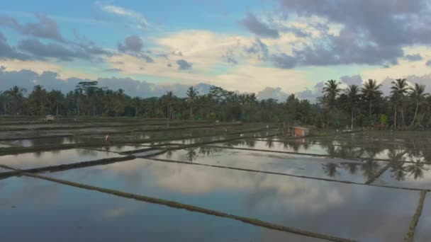 Vacker antenn skott av risfälten kring Ubud byn som är fyllda med vatten före risplantering. Flygfoto över Agung vulkanen — Stockvideo