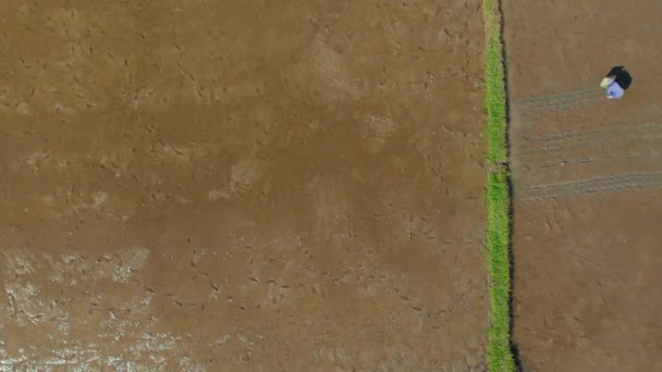 Foto aerea di un gruppo di agricoltori che piantano riso su un grande campo. Viaggio a concetto di bali — Video Stock