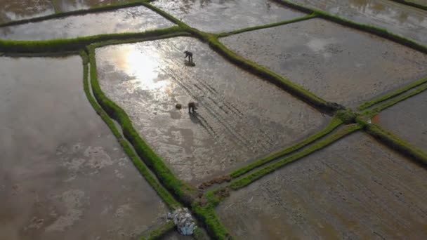 Flygfoto av en grupp bönder som planterar ris på ett stort fält. Res till Bali konceptet — Stockvideo