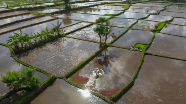 水で満たされた大きなフィールドに米を植えている農家のグループの美しい空中ショット。雲の水に反映されます。バリのコンセプトへの旅行 — ストック動画