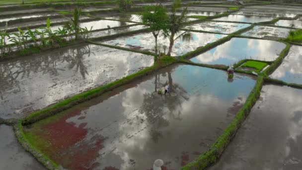 Krásný letecký záběr skupiny farmářů, kteří sázejí rýži na velkém poli plném vody. Ve vodě se odrážely mraky. Cestování na Bali koncept — Stock video
