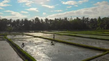 Büyük bir tarlaya pirinç eken bir grup çiftçinin hava görüntüsü. Bali konseptine yolculuk