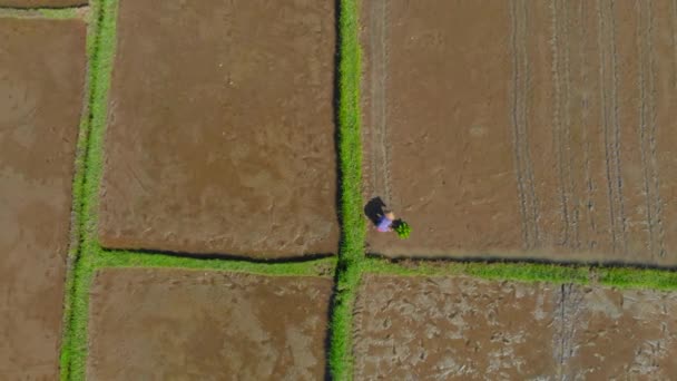 Letecký záběr skupiny farmářů, kteří sázejí rýži na velkém poli. Cestování na Bali koncept — Stock video