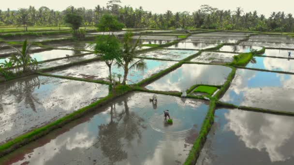 Belo tiro aéreo de um grupo de agricultores que estão plantando arroz em um grande campo cheio de água. Nuvens refletindo na água. Viagem ao conceito de Bali — Vídeo de Stock