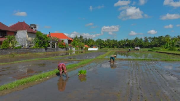 Büyük bir tarlaya pirinç eken bir grup çiftçinin hava görüntüsü. Bali konseptine yolculuk — Stok video