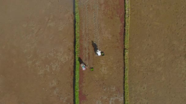 Luchtopname van een groep boeren die rijst planten op een groot veld gevuld met water. Reizen naar Bali concept — Stockvideo