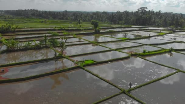 Aerial shot of a group of farmers planting rice on a big field filled with water. Travel to bali concept — Stock Video