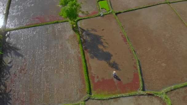 Аэросъемка группы фермеров, сажающих рис на большом поле, заполненном водой. Путешествие на Бали — стоковое видео
