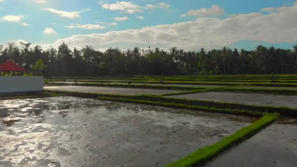 Tiro aéreo de um grupo de agricultores plantando arroz em um grande campo. Viagem ao conceito de bali — Vídeo de Stock