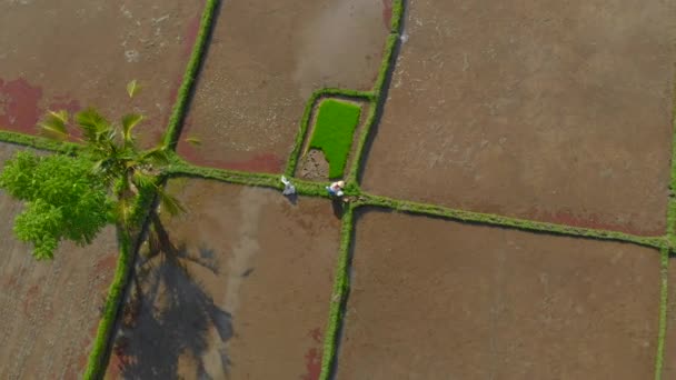 水で満たされた大きなフィールドに米を植える農家のグループの空中ショット。バリの概念への旅行 — ストック動画