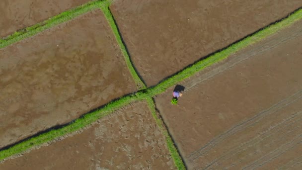 Letecký záběr skupiny farmářů, kteří sázejí rýži na velkém poli. Cestování na Bali koncept — Stock video