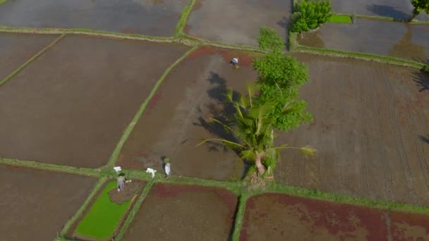 Flygfoto av en grupp bönder som planterar ris på ett stort fält fyllt med vatten. Res till Bali konceptet — Stockvideo