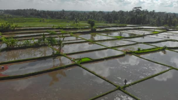 Luftaufnahme einer Gruppe von Bauern, die Reis auf einem großen, mit Wasser gefüllten Feld anpflanzen. Anreise zum bali concept — Stockvideo