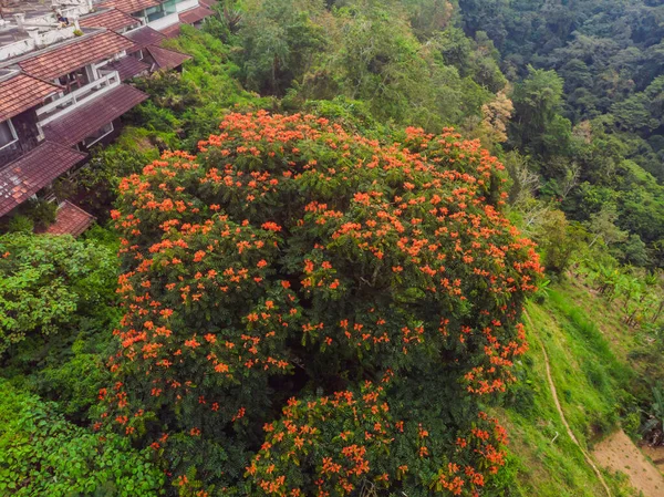 Bedugul Bölgesi, Bali. Terk edilmiş bir otelden görüntü — Stok fotoğraf