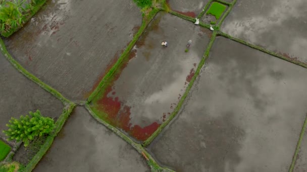 Belle prise de vue aérienne d'un groupe de fermiers qui plantent du riz sur un grand champ rempli d'eau. Nuages se reflétant dans l'eau. Voyage à Bali concept — Video