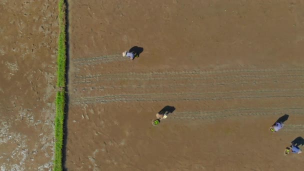 Εναέρια λήψη μιας ομάδας αγροτών να φυτεύουν ρύζι σε ένα μεγάλο χωράφι. Ταξίδι στην έννοια μπαλί — Αρχείο Βίντεο