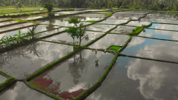 Belo tiro aéreo de um grupo de agricultores que estão plantando arroz em um grande campo cheio de água. Nuvens refletindo na água. Viagem ao conceito de Bali — Vídeo de Stock