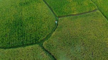 Güzel bir pirinç tarlasında yürüyen bir çiftçinin hava görüntüsü. Bali konseptine Seyahat