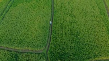 Güzel bir pirinç tarlasında yürüyen bir çiftçinin hava görüntüsü. Bali konseptine Seyahat