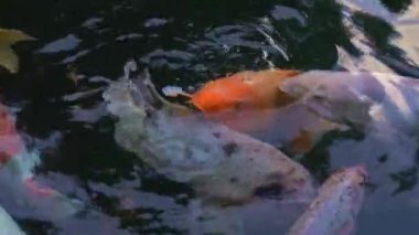 Asya 'da bir sürü kırmızı, beyaz ve altın kutsal sazan balığı olan gölet. Bali Tirta hly spring 'i doldurdu