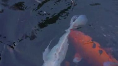 Asya 'da bir sürü kırmızı, beyaz ve altın kutsal sazan balığı olan gölet. Bali Tirta hly spring 'i doldurdu