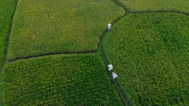 Tiro aéreo de agricultores que transportam sacos com arroz através de um belo campo de arroz. debulha de arroz. Viagem ao conceito de Bali — Vídeo de Stock