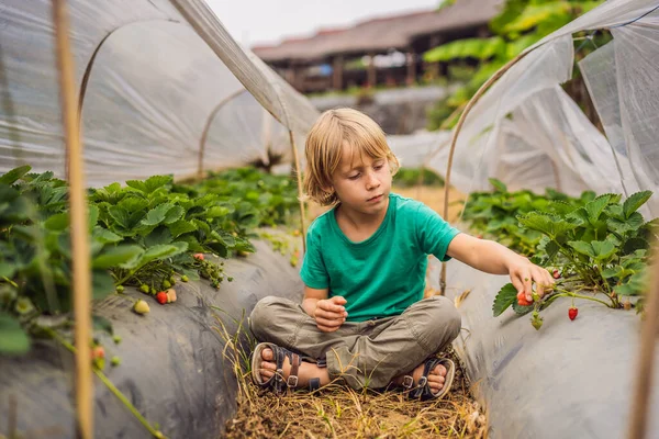巴厘岛贝都古尔地区的草莓种植园。 快乐可爱的小男孩采摘和吃草莓在有机的生物浆果农场夏天，在温暖的阳光明媚的一天。 收获的土地。 儿童健康食品 — 图库照片