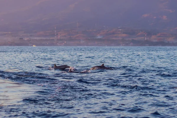 Delfini liberi in mare saltano fuori dall'acqua vicino alla barca — Foto Stock