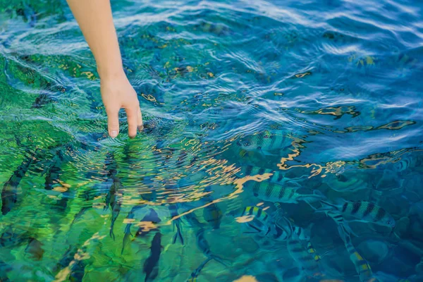 Χέρι τρέφει πολύχρωμα τροπικά ψάρια στη θάλασσα — Φωτογραφία Αρχείου